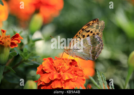 Beau papillon sur une fleur de souci Banque D'Images