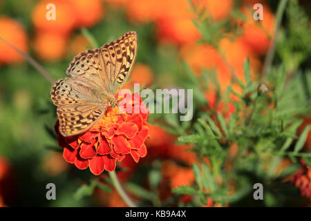 Beau papillon sur une fleur de souci Banque D'Images