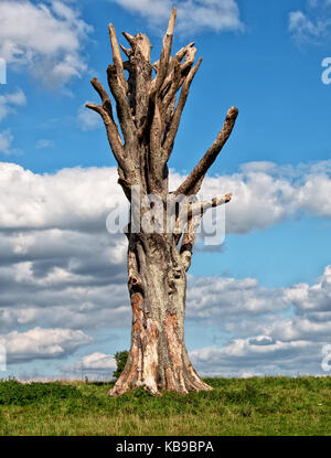 Souche d'arbre à Dyrham Park, South Gloucestershire Banque D'Images