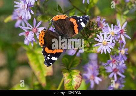 Vanessa atalanta. L'amiral rouge papillon sur asters. Banque D'Images