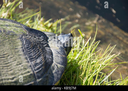 Une grosse tortue Banque D'Images