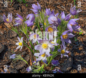 Les premières fleurs du printemps dans la forêt de pins à herbes de sommeil ou lumbago Banque D'Images