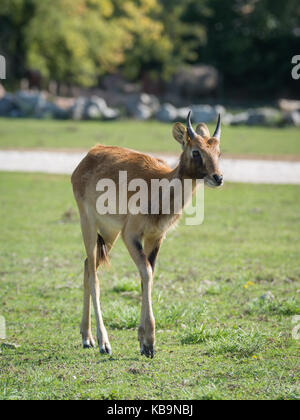 Les cobes lechwes du Nil ou Mme Gray (Kobus megaceros cobes lechwes) est une espèce en voie d'antilopes trouvés dans les marais et les prairies au Sud Soudan et Éthiopie Banque D'Images