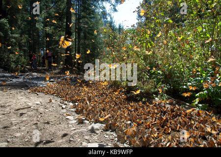 Les papillons monarques arrivant à Michoacan, Mexique, après la migration en provenance du Canada. Banque D'Images