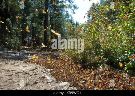 Les papillons monarques arrivant à Michoacan, Mexique, après la migration en provenance du Canada. Banque D'Images