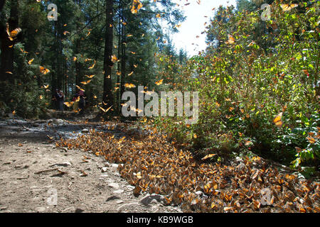 Les papillons monarques arrivant à Michoacan, Mexique, après la migration en provenance du Canada. Banque D'Images