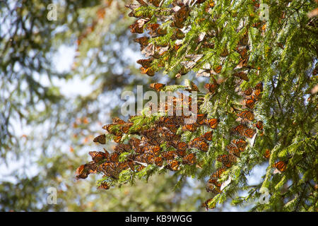 Les papillons monarques arrivant à Michoacan, Mexique, après la migration en provenance du Canada. Banque D'Images