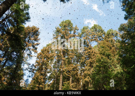 Les papillons monarques arrivant à Michoacan, Mexique, après la migration en provenance du Canada. Banque D'Images
