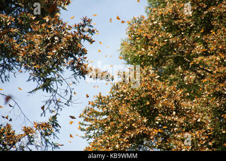 Les papillons monarques arrivant à Michoacan, Mexique, après la migration en provenance du Canada. Banque D'Images