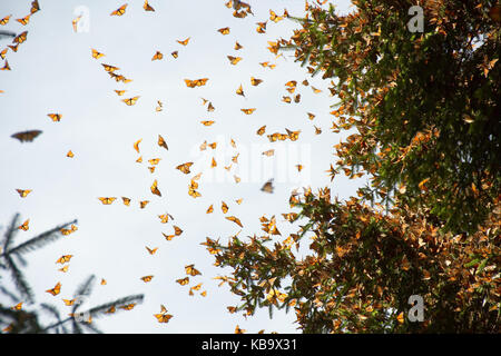 Les papillons monarques arrivant à Michoacan, Mexique, après la migration en provenance du Canada. Banque D'Images
