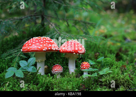 Amanita muscaria toxique de champignons dans la forêt Banque D'Images