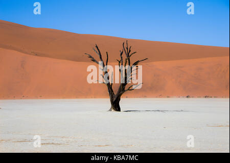 Lone Tree, dead vlei, sossusvlei, Namibie Banque D'Images