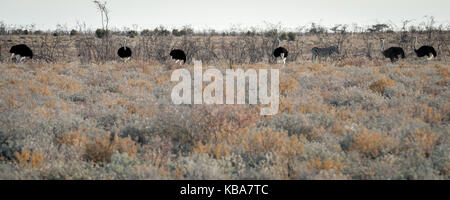 Un troupeau d'autruches mâles dans la brousse, Etosha National Park, Namibie Banque D'Images