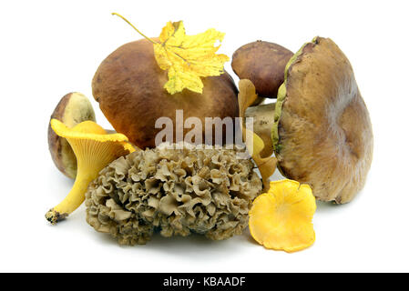 Des champignons comestibles comme penny bun, girolles, Golden bay boletus et chou-fleur champignon (Sparassis crispa) blanc sur fond isolé. Banque D'Images