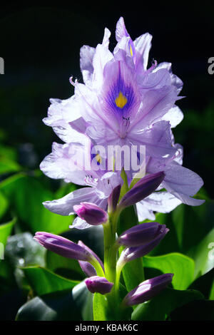 Botanic jacinthe d'eau (Eichhornia crassipes) au Venezuela Banque D'Images