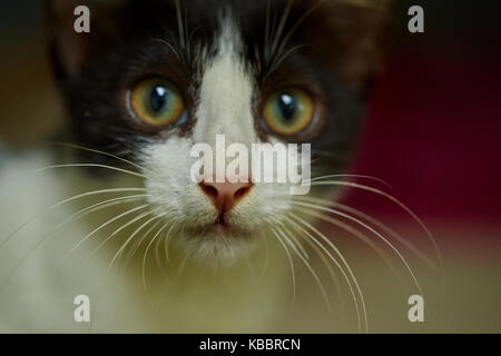 Close up de chat noir et blanc avec des yeux étincelants face Banque D'Images