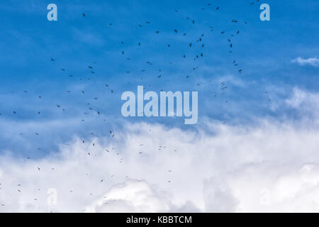 De nombreux oiseaux noirs de haut vol en groupe Troupeau Bleu gris orageux isolés contre grand grand grand nuage dans le ciel de tempête Banque D'Images