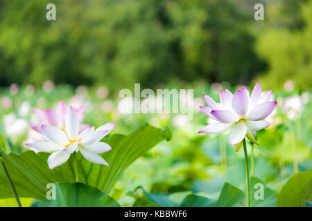 De nombreuses fleurs de rose des fleurs de lotus dans l'étang avec des flous d'arrière-plan flou Banque D'Images