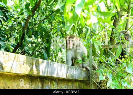 singe Banque D'Images