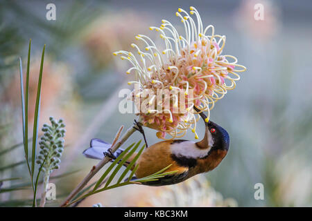 Spinebill orientale d'oiseaux exotiques se nourrissant de nectar de grevillea méliphage Banque D'Images