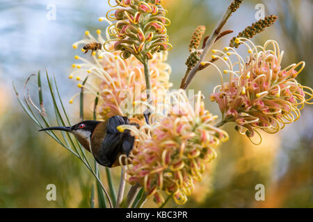 Spinebill orientale d'oiseaux exotiques se nourrissant de nectar de grevillea méliphage Banque D'Images