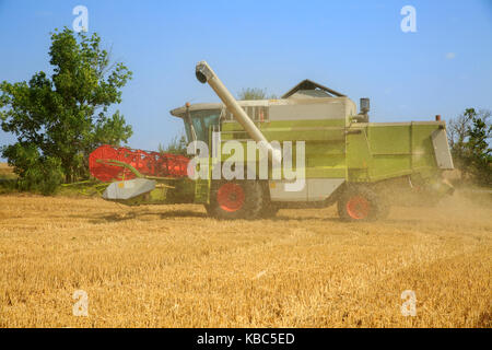 Moissonneuse-batteuse, travaillant sur un champ de blé d'or derrière un nuage de poussière de grain dans l'air. Journée d'été lumineux avec ciel bleu Banque D'Images