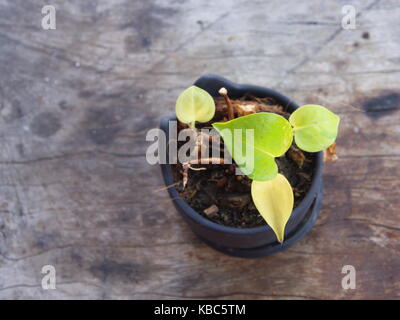 Le Pothos avec lumière naturelle le matin jour d'été. Banque D'Images