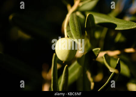 Close-up d'une branche d'olive qui pendait à côté de feuilles pendant le coucher du soleil Banque D'Images