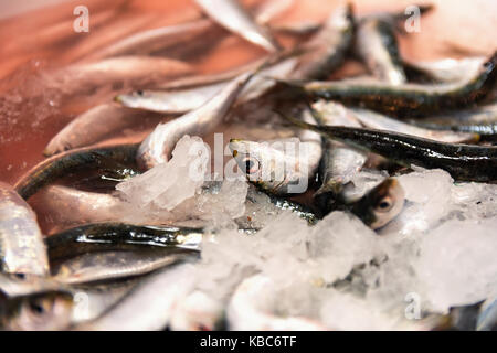 Close-up de sardines fraîchement pêchés avec la glace de couleur rouge sang dans le marché aux poissons Banque D'Images