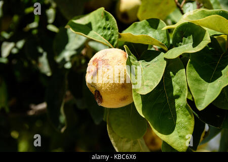 Close-up of fruits coing floue ou Castanea sativa avec des feuilles vertes baignant dans la lumière du soleil prêt à être récolté en automne Banque D'Images