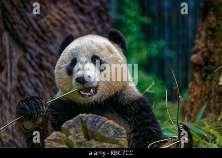 Panda mangeant du bambou montrant le visage avec fond flou Banque D'Images