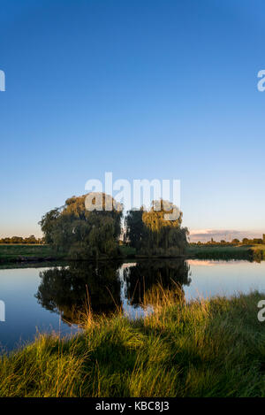 Arbres à un étang, Home Park, Hampton Wick, Kingston upon Thames, Surrey, England, UK Banque D'Images
