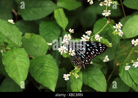 Close-up d'un papillon bleu noir assis sur une fleur blanche de manger son nectar pour se nourrir. Banque D'Images