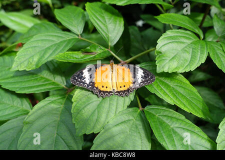 Papillon coloré orange jaune vert feuille posée sur ses ailes de séchage au soleil en les étendant. Banque D'Images