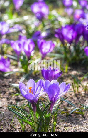 Belle couleur crocus fleurissent au printemps park à Szczecin Banque D'Images