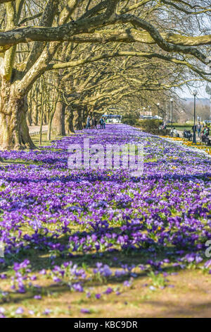 Belle couleur crocus fleurissent au printemps park à Szczecin Banque D'Images