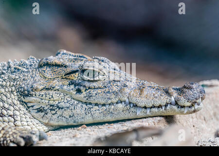 Crocodile de Cuba en captivité crocodylus rhombifer), (une petite espèce de crocodile endémique à Cuba, Antilles, Amérique centrale Banque D'Images