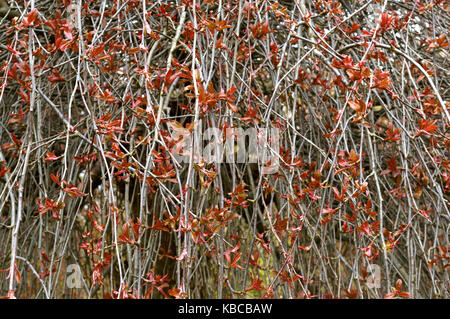 Les petites feuilles rouges sur les branches d'arbustes au début du printemps Banque D'Images