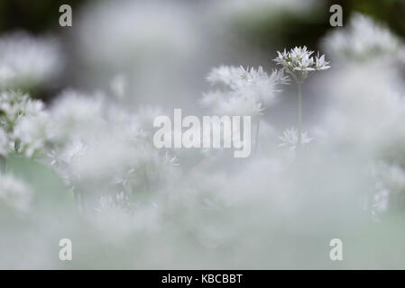 Ramsons (Allium ursinum), masse de floraison dans les taillis de plus en plus de terrains boisés, Kent, Angleterre, Royaume-Uni, Europe Banque D'Images