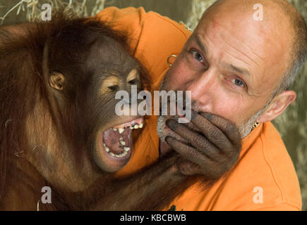 Jeremy keeling, co fondateur de monkey world dans le Dorset, avec un jeune orang utang, Banque D'Images