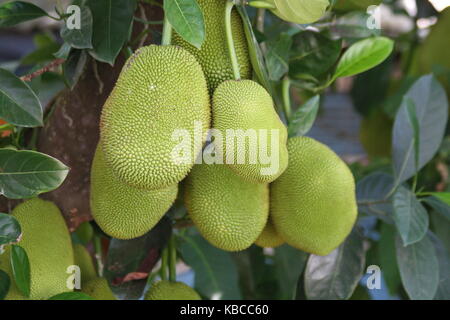 Cinq grandes Jackfruits on Tree Banque D'Images