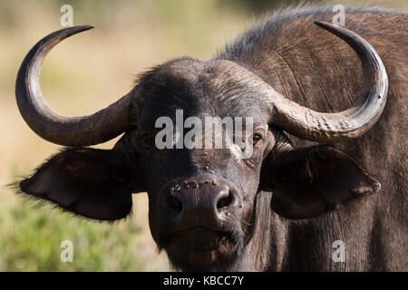 Buffle d'Afrique (syncerus caffer), Tsavo, Kenya, Afrique de l'Est, l'Afrique Banque D'Images