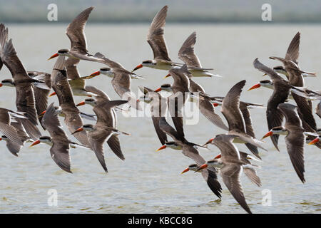 Récupérateurs d'Afrique (Rynchops flavirostris) en vol au-dessus du lac gipe, Tsavo, Kenya, Afrique de l'Est, l'Afrique Banque D'Images