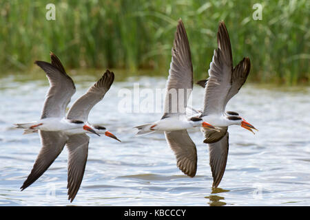 Récupérateurs d'Afrique (Rynchops flavirostris) en vol au-dessus du lac gipe, Tsavo, Kenya, Afrique de l'Est, l'Afrique Banque D'Images