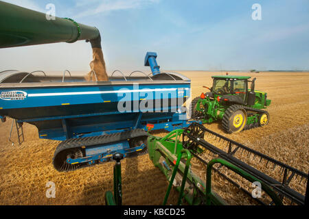 Le chargement du blé en gravité fort roulant le long d'une moissonneuse-batteuse comme le blé est récolté dans une ferme de Breckenridge, Dakota du Nord Banque D'Images