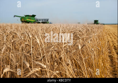 Moissonneuse-batteuse John Deere la récolte du blé à la ferme de Breckenridge, Dakota du Nord Banque D'Images