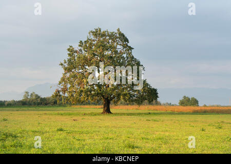 Un chêne aux couleurs de l'automne Banque D'Images