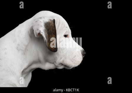 American Staffordshire terrier puppy Banque D'Images