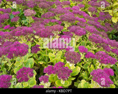 Sedum spectabile croissant dans Rosentella frontière jardin Banque D'Images