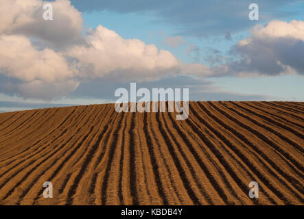 Sillons sur un champ labouré dans le Shropshire, England, UK Banque D'Images